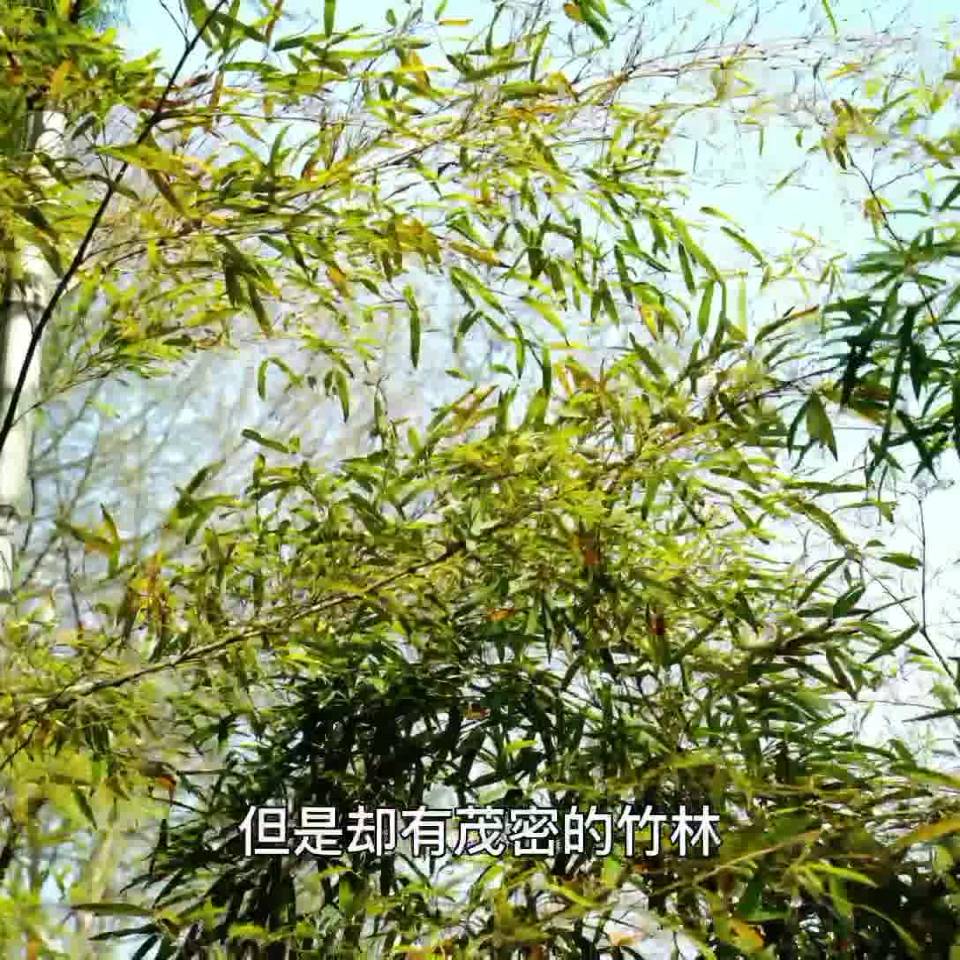 莫干山民宿适合带小孩 - 10042
